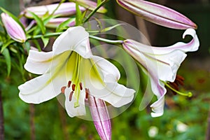 White Lilium regale closeup