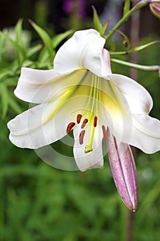 White Lilium regale closeup