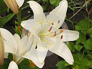 White liliy