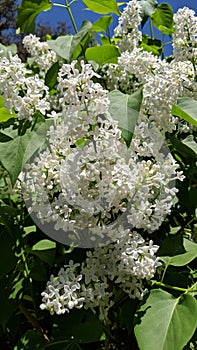 White Lillac Bush Blooms
