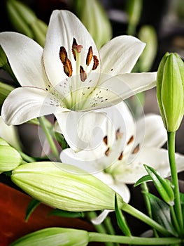 White Lillie flowers