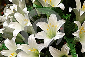White Lillies...