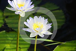 White lillies