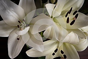 White lillies and dark background
