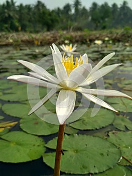 White Lilly