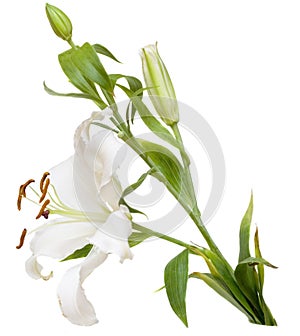 White Lilly