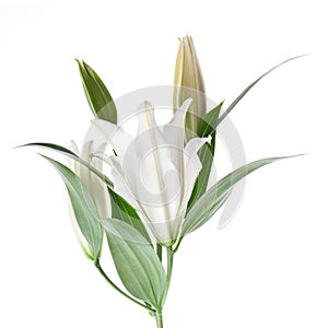 White lilly