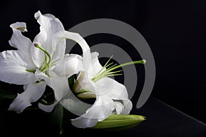 White lilly on black