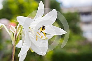 White lilly flower blooming in the garden. Lilly pollinating by honey bee in the flowerbed close up. Blossoming white Lilium candi