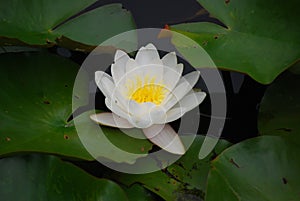 White Lilly Flower