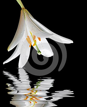 White Lilly Flower with reflection.