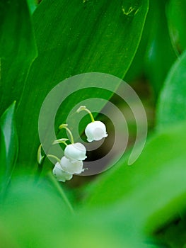 White lilly flowers between green leafs in the spring