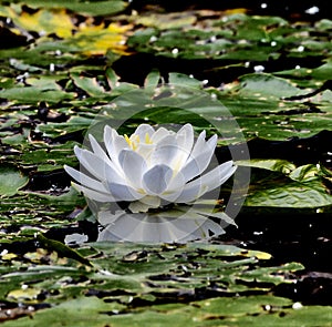 A White Lilly in Full Bloom