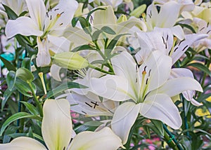 white lilly