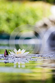White lilly pad in contre jour Concept: Meditation, SPA, relaxation