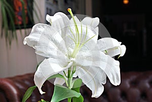 White Lilly