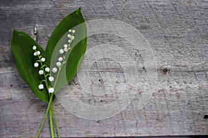 White Lilly of the Valley