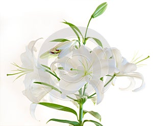 White lily