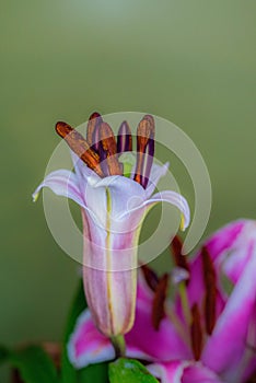 White lily