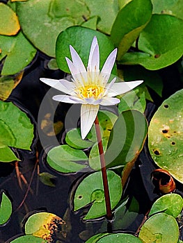 White lily