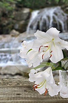 White lily