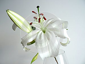 White lily. Beautuful flower.