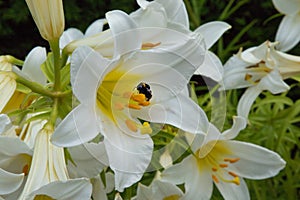 A White Lily with Big Yellow Anthers and a Bumblebee Busy Collecting Pollen.