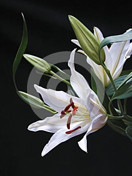 White Lily on Black photo
