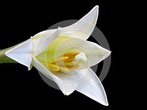 White Lily on a Black Background photo