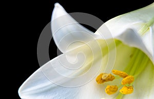 White Lily on a Black Background photo