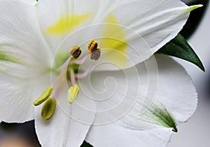 White lily from a bouquet close up