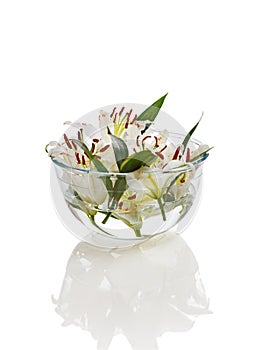 white lily in a bowl of water, spa concept