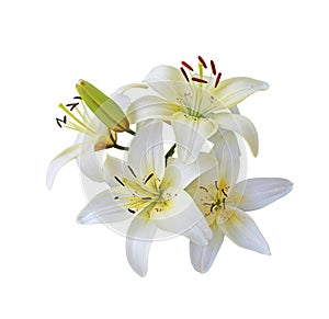 White Lily branch