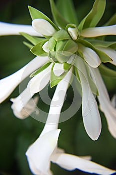 White lily bud close up photo.