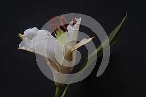 White lily bud, Madonna lily, Lilium candidum