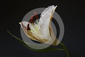 White lily bud, Madonna lily, Lilium candidum