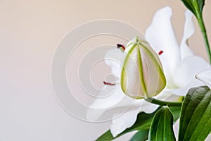 White lily bud with space for text on the left, on light gray to pink/coral gradient background - focus stacked. Purity concept.