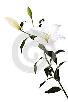 White lily and a bud