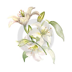 White lily and buds watercolor composition isolated on white. White flower botanical Illustration hand drawn. Lily bunch