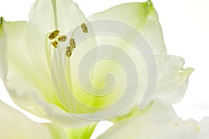White lily close up