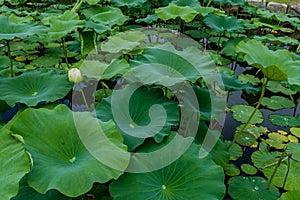 White lily with closed petals in pond with lily pads