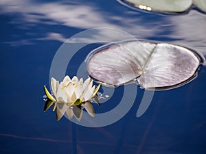 White lily floating on a blue water