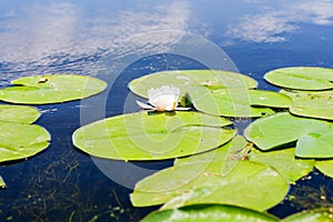 White lily floating on a blue water