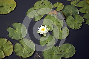 White lily floating on a pond