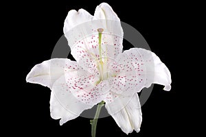 White lily flower