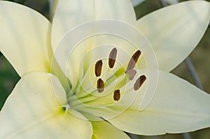 White lily flower