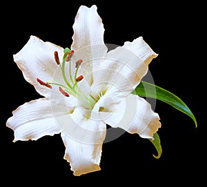 White Lily flower on black