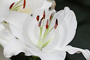 White lily flower in bloom