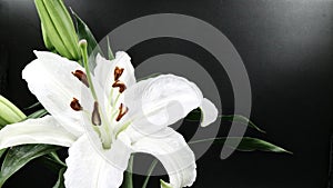 White lily flower blooming on black background