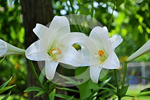 White lily flower blooming early in the season spring